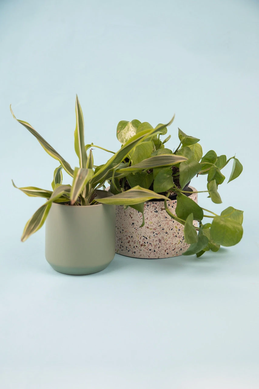 The Kendall Pot - Image 6