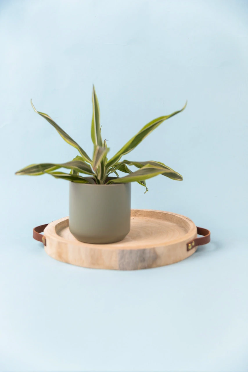 The Kendall Pot - Image 2